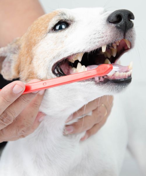 A person is brushing dog's teeth