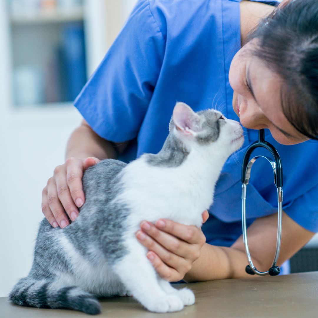 Discounts-banner A woman in scrubs gently pets a cat
