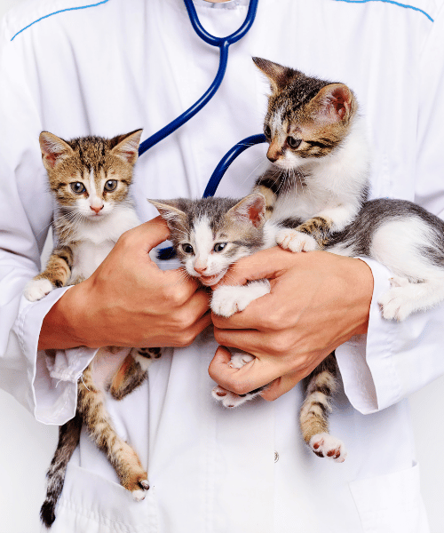 vet hold a three kittens