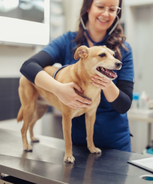 a vet holding a dog