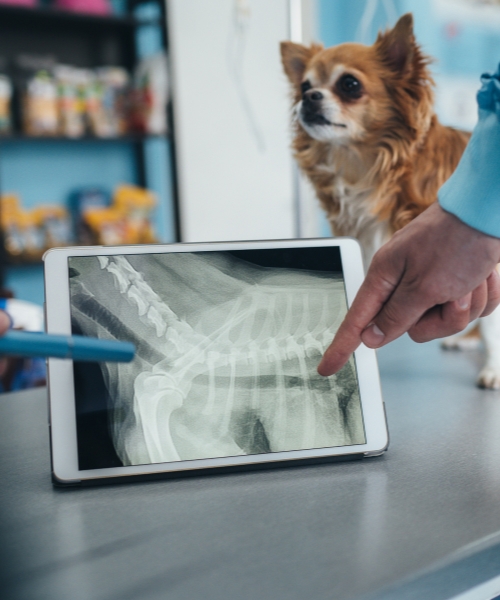 Person pointing at a dog's x-ray on a tablet