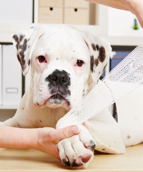 A Dalmatian dog gets its injured paw bandaged by a person