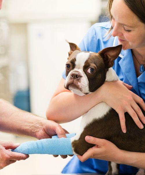 Veterinarians bandaging dog leg in vet surgery