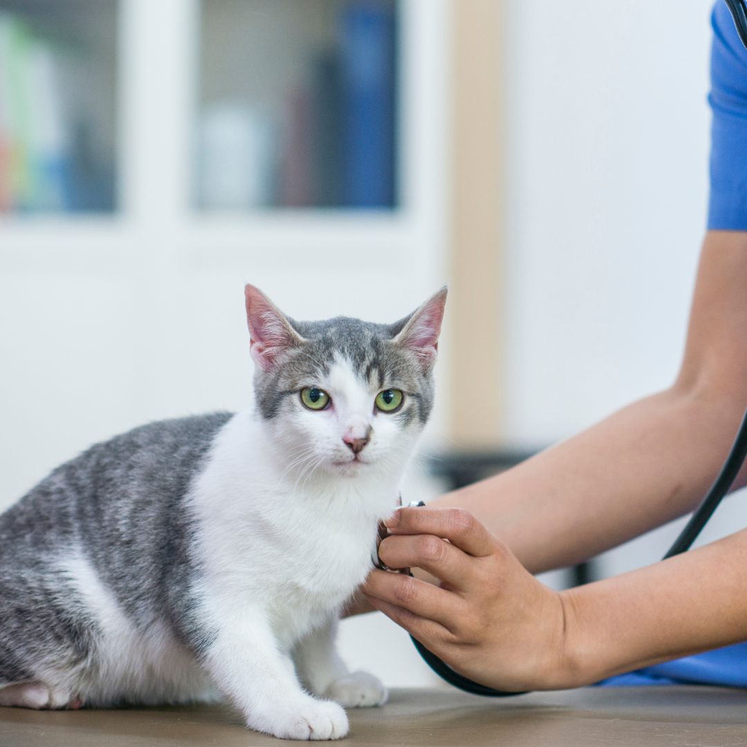 A person uses a stethoscope to examine a cat
