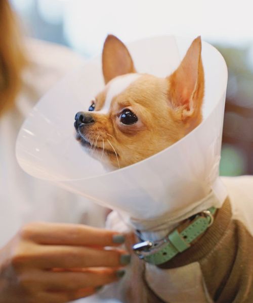 A small dog in a cone collar, held by a person