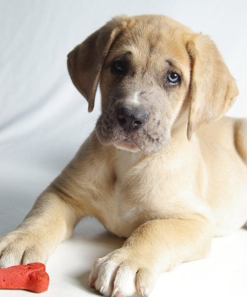 puppy laying down