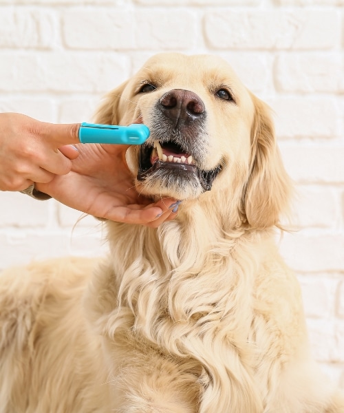 A person gently brushes a dog's teeth